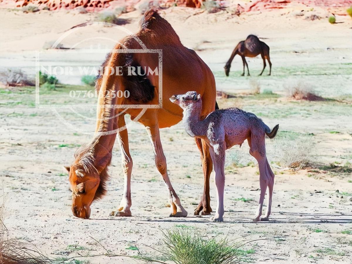 Nor Wadi Rum Exterior photo